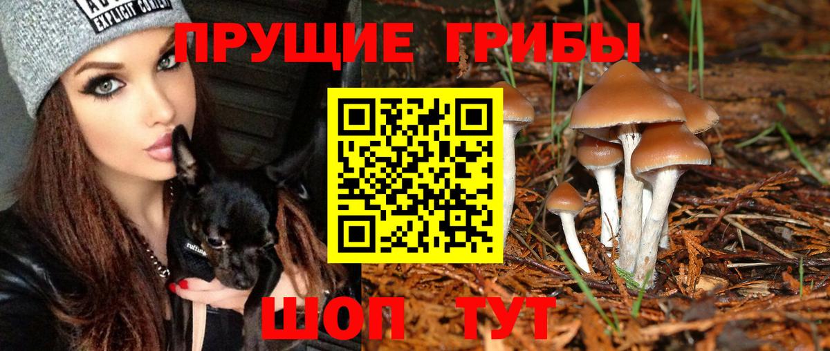 Электрогорск  Галлюциногенные грибы прущие грибы  Вход с VPN 